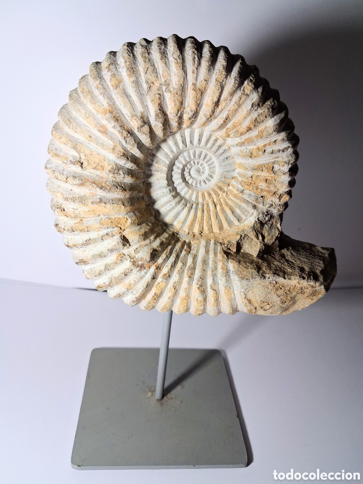 Coleccionismo de f&oacute;siles: F&oacute;sil de Ammonites Aut&eacute;ntico Calcitado de Marruecos (1550 g / 22 cm) - Con Peana
