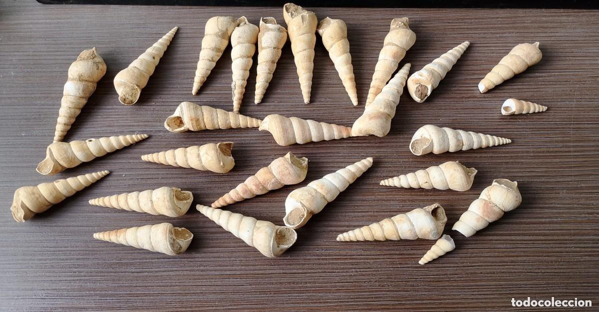 Coleccionismo de f&oacute;siles: Gran Lote F&oacute;siles de Turritella Terebralis de origen marino. Procedencia Burdeos - Francia