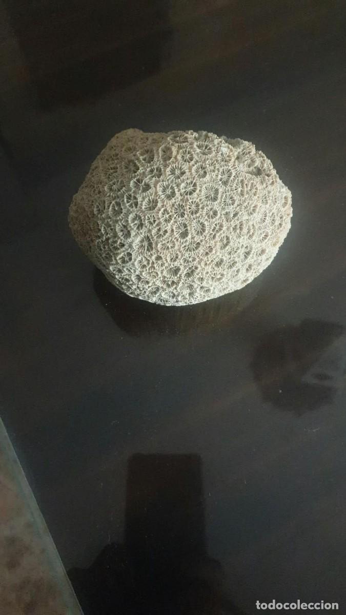 Coleccionismo de f&oacute;siles: esqueleto coral colonial, coral panal o coral fosil