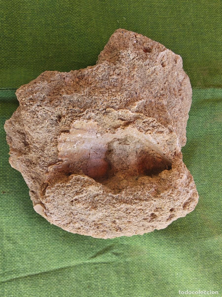 Coleccionismo de f&oacute;siles: Roca sedimentaria con fosiles