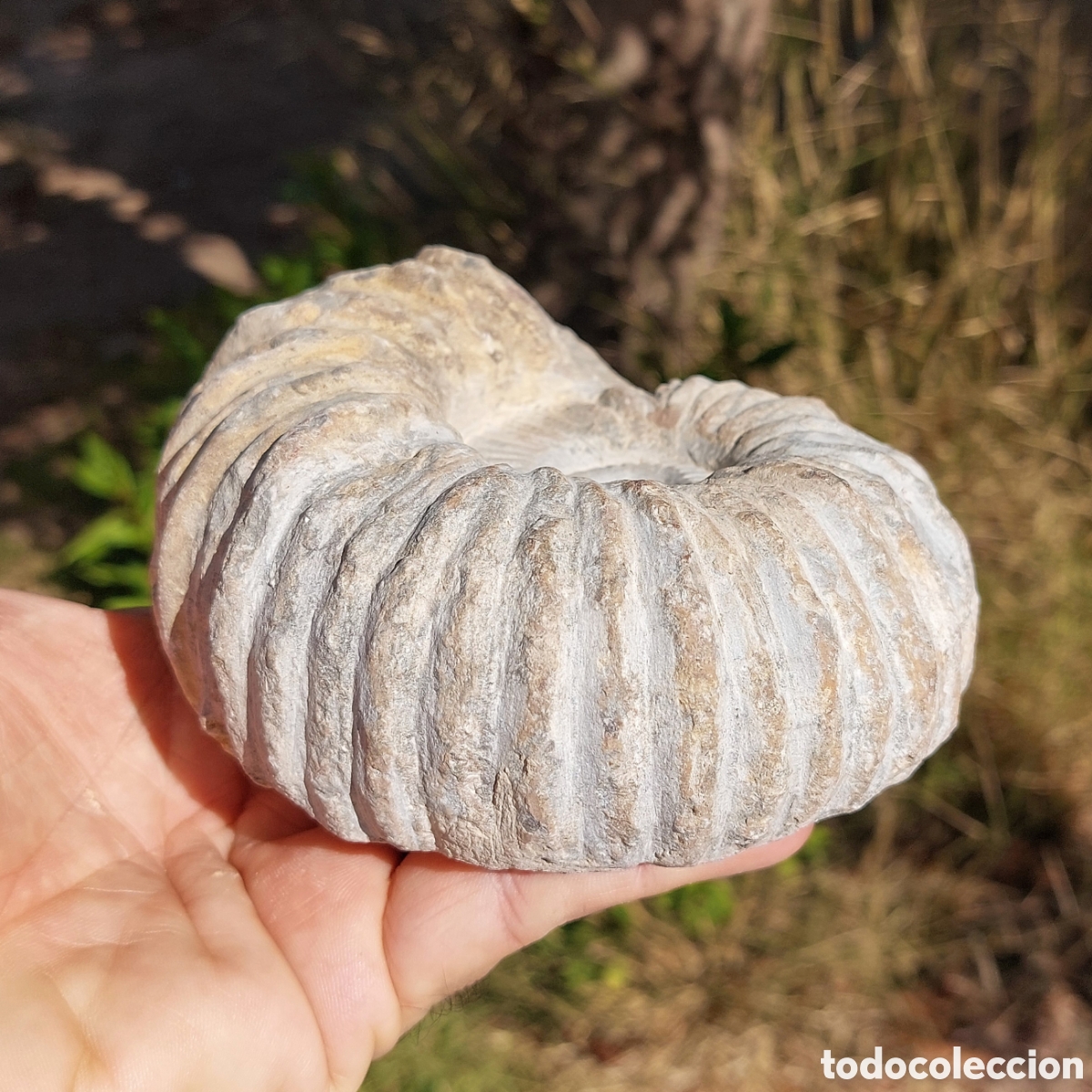 Coleccionismo de f&oacute;siles: F&oacute;sil de Ammonite de Marruecos - Foto 2