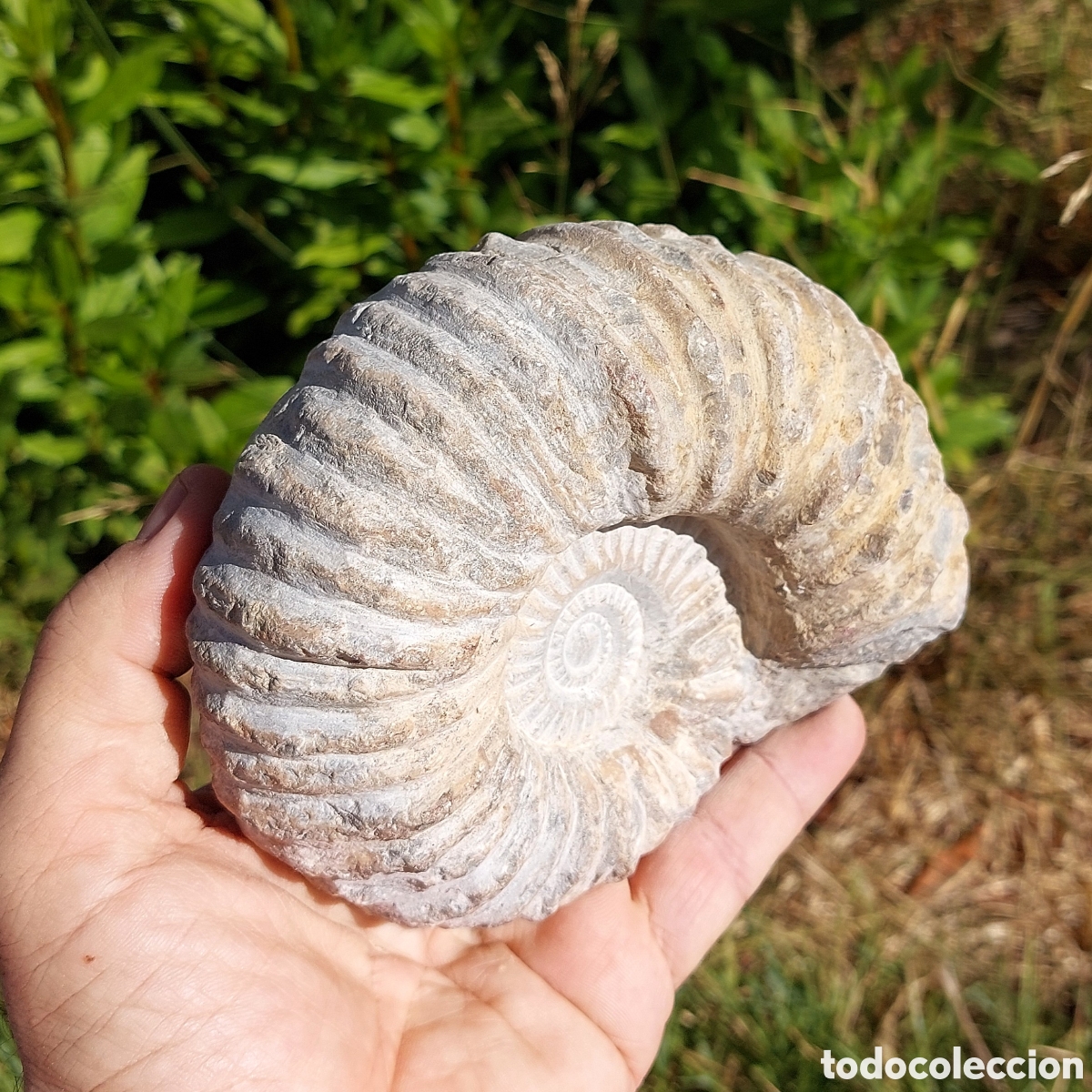 Coleccionismo de f&oacute;siles: F&oacute;sil de Ammonite de Marruecos - Foto 3