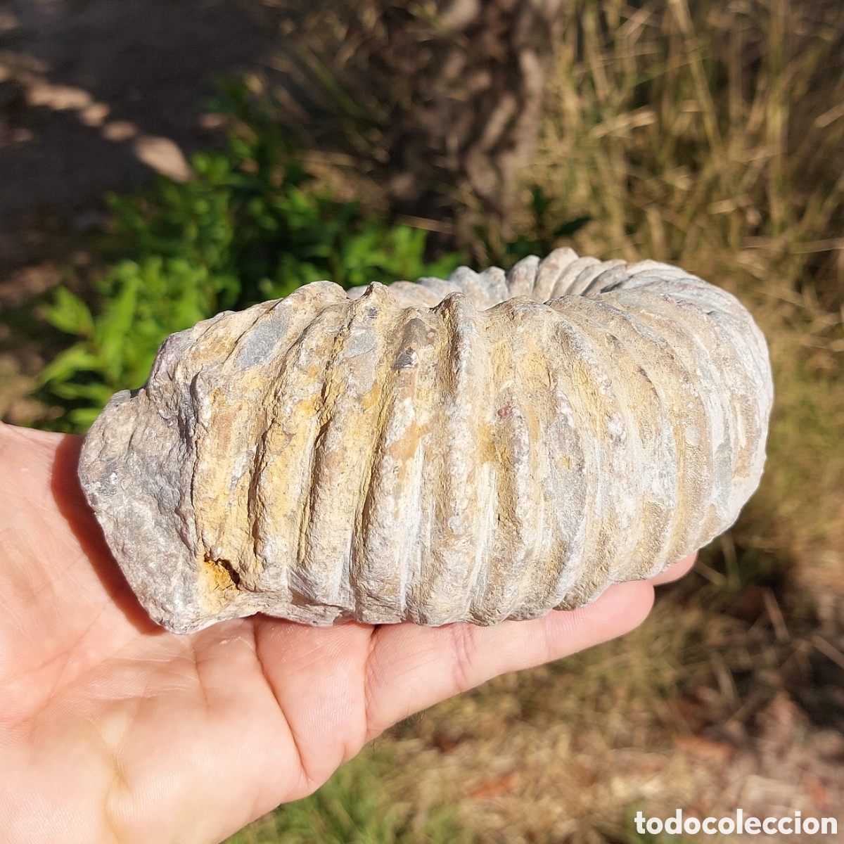 Coleccionismo de f&oacute;siles: F&oacute;sil de Ammonite de Marruecos - Foto 4