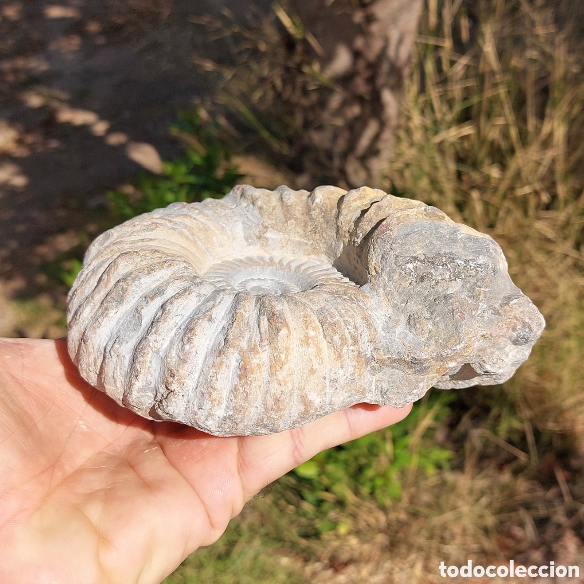 Coleccionismo de f&oacute;siles: F&oacute;sil de Ammonite de Marruecos - Foto 5