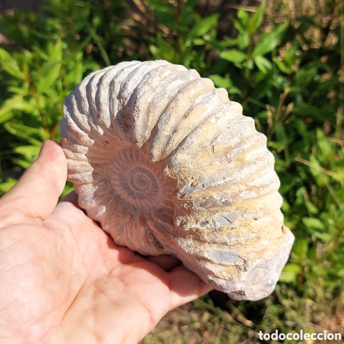 Coleccionismo de f&oacute;siles: F&oacute;sil de Ammonite de Marruecos - Foto 6