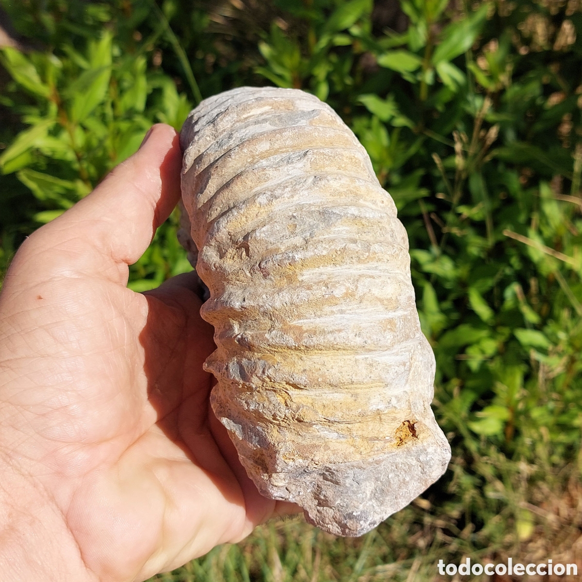 Coleccionismo de f&oacute;siles: F&oacute;sil de Ammonite de Marruecos - Foto 7