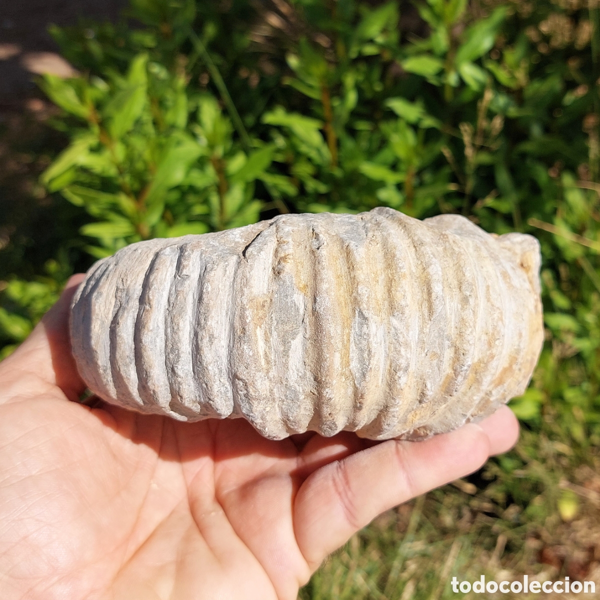 Coleccionismo de f&oacute;siles: F&oacute;sil de Ammonite de Marruecos - Foto 8