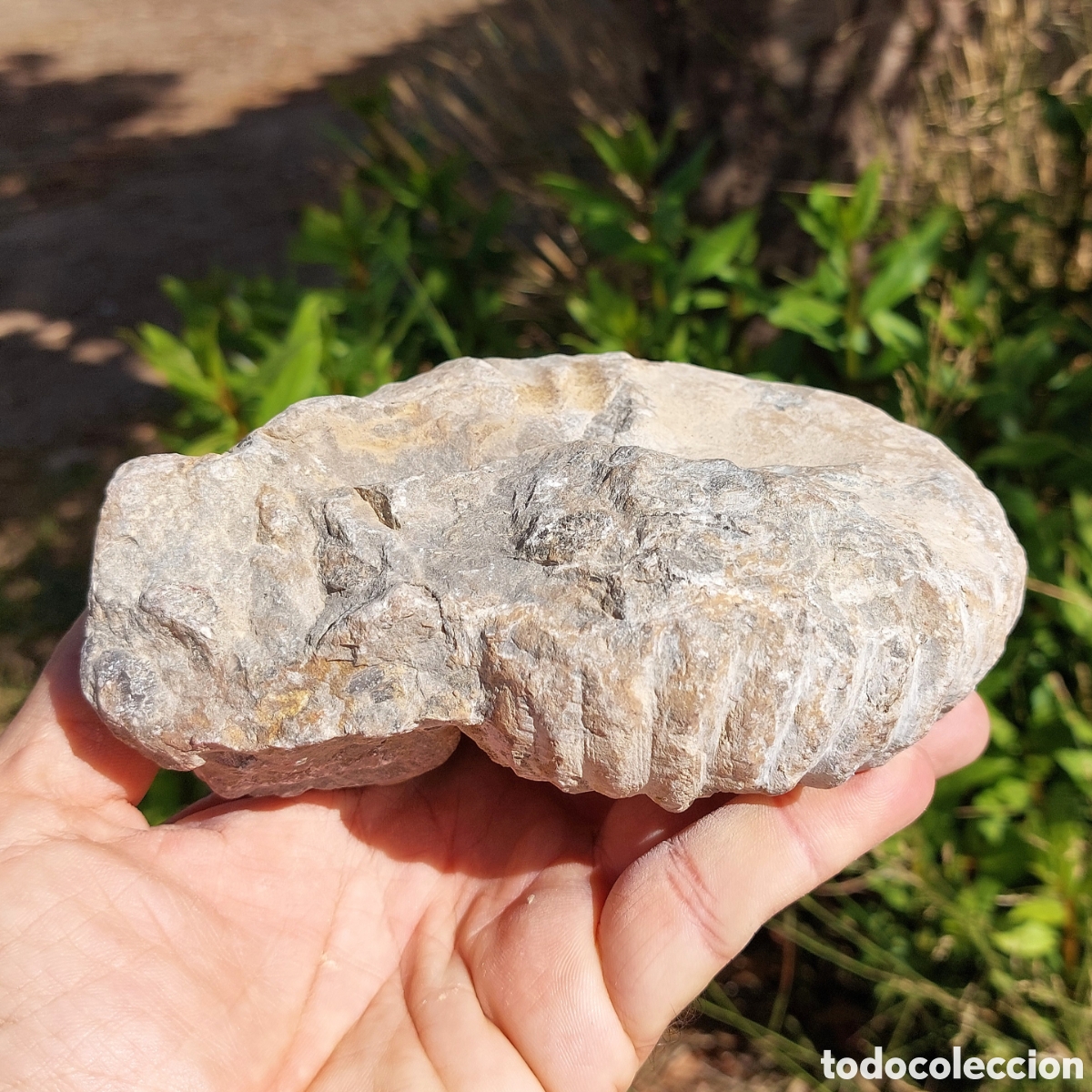 Coleccionismo de f&oacute;siles: F&oacute;sil de Ammonite de Marruecos - Foto 9