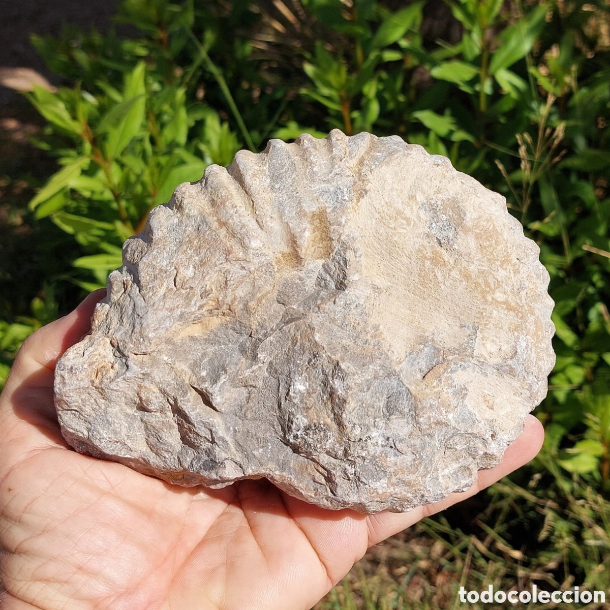 Coleccionismo de f&oacute;siles: F&oacute;sil de Ammonite de Marruecos - Foto 10