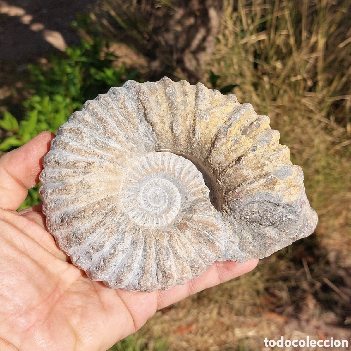Coleccionismo de f&oacute;siles: F&oacute;sil de Ammonite de Marruecos