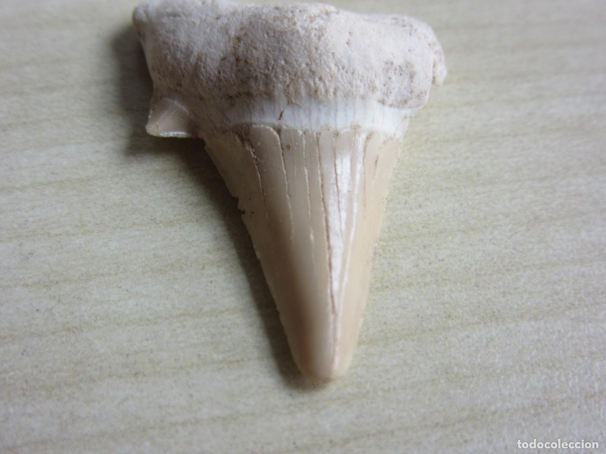 Coleccionismo de f&oacute;siles: Diente F&oacute;sil de Tibur&oacute;n Medidas 2,8 x 2,3 cm
