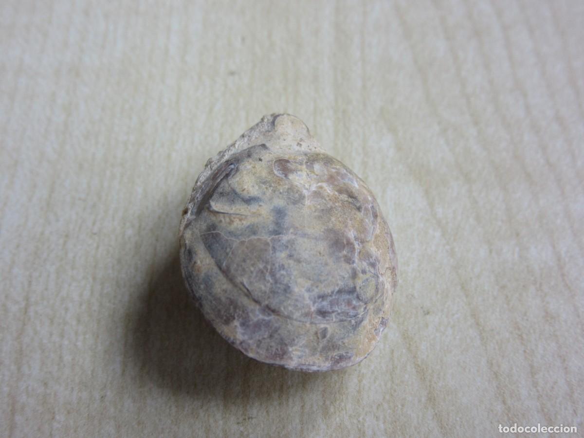 Coleccionismo de f&oacute;siles: Concha f&oacute;sil Medidas 2,7 x 2,1 x 1,5 cm