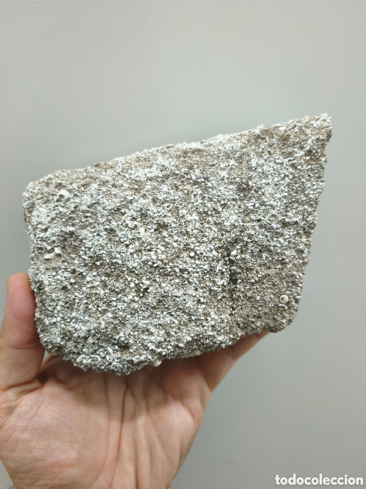 Fossil Collection: BLOQUE FOSIL HYDROBIA MIOCENO