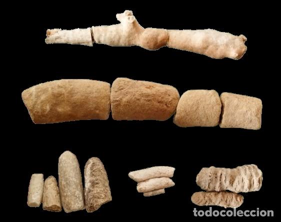 Coleccionismo de f&oacute;siles: Lote de f&oacute;siles e icnof&oacute;siles variados