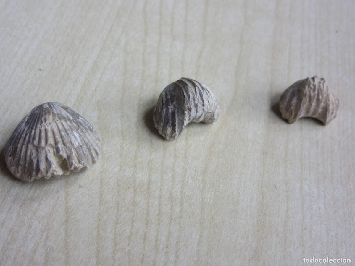 Coleccionismo de f&oacute;siles: 3 conchas f&oacute;siles Medidas 2,1 x2/ ,1,6 x 1,4/ 1,5 x1,2 cm