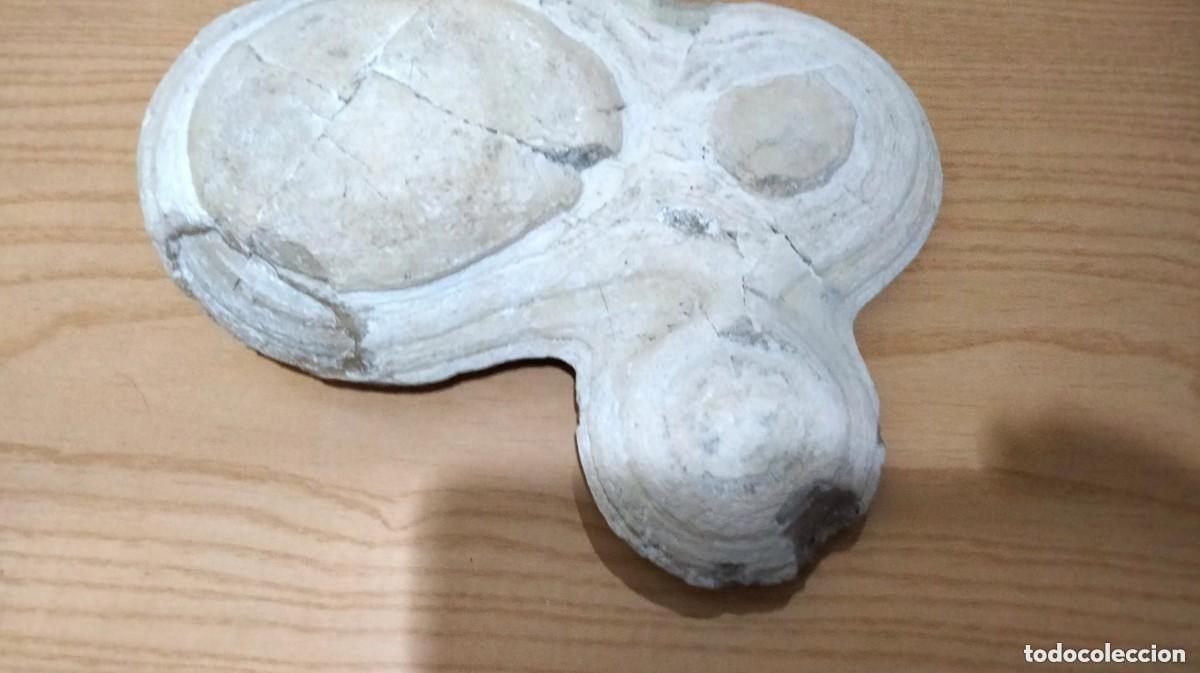 Coleccionismo de f&oacute;siles: fosil de la Tierra blanca