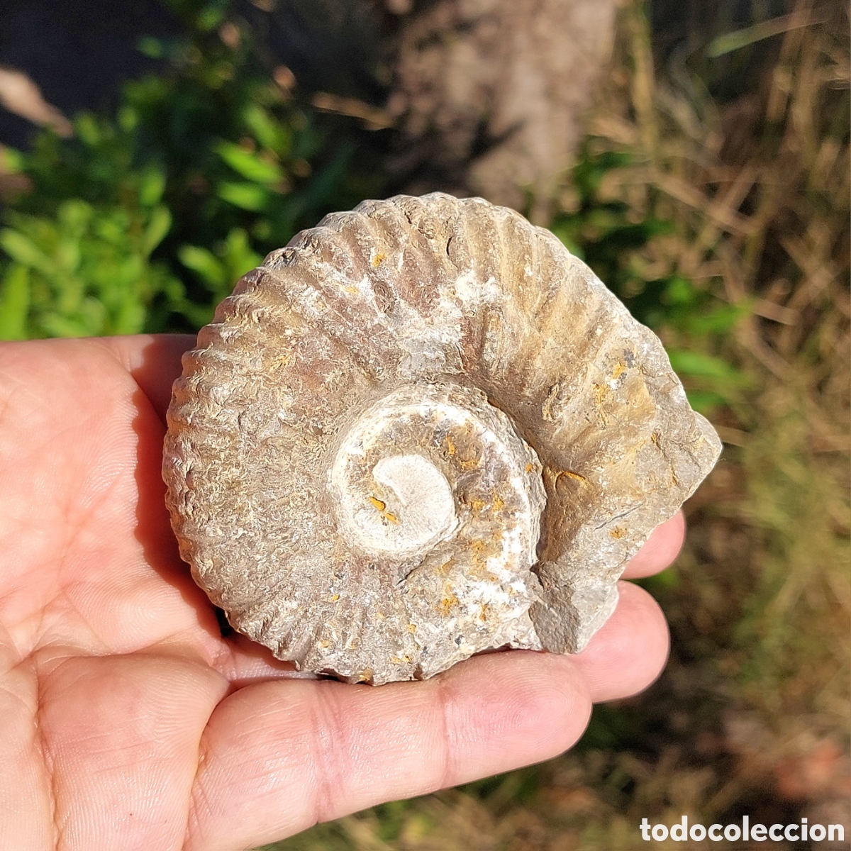 Coleccionismo de f&oacute;siles: F&oacute;sil Ammonite de Marruecos 8 cm