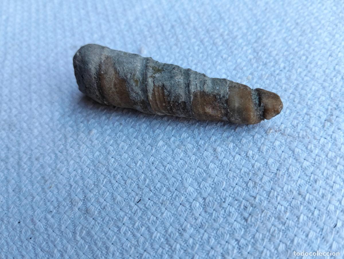 Coleccionismo de f&oacute;siles: F&oacute;sil molusco fosilizado peque&ntilde;o 6cm forma c&oacute;nica piedra