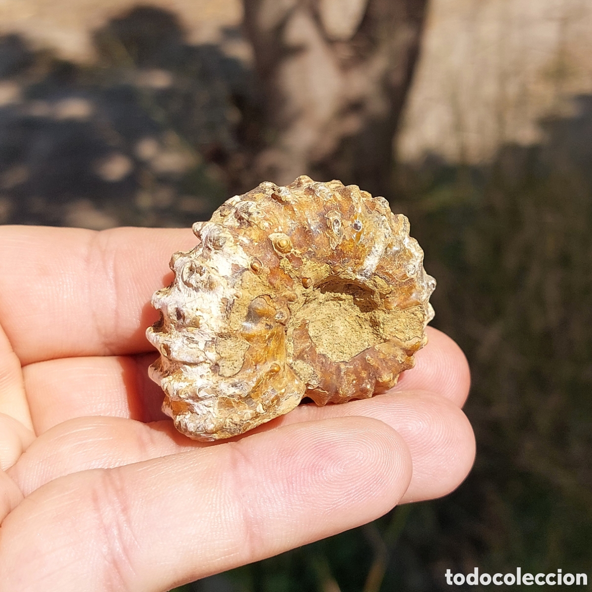 Coleccionismo de f&oacute;siles: Amonite Douvilleiceras Mammilatum de Madagascar