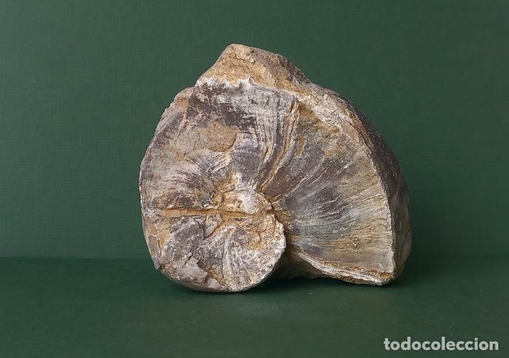 Coleccionismo de f&oacute;siles: PSEUDOTOUCASIA . ERA MESOZOICA. PER&Iacute;ODO CRET&Aacute;CICO INFERIOR.