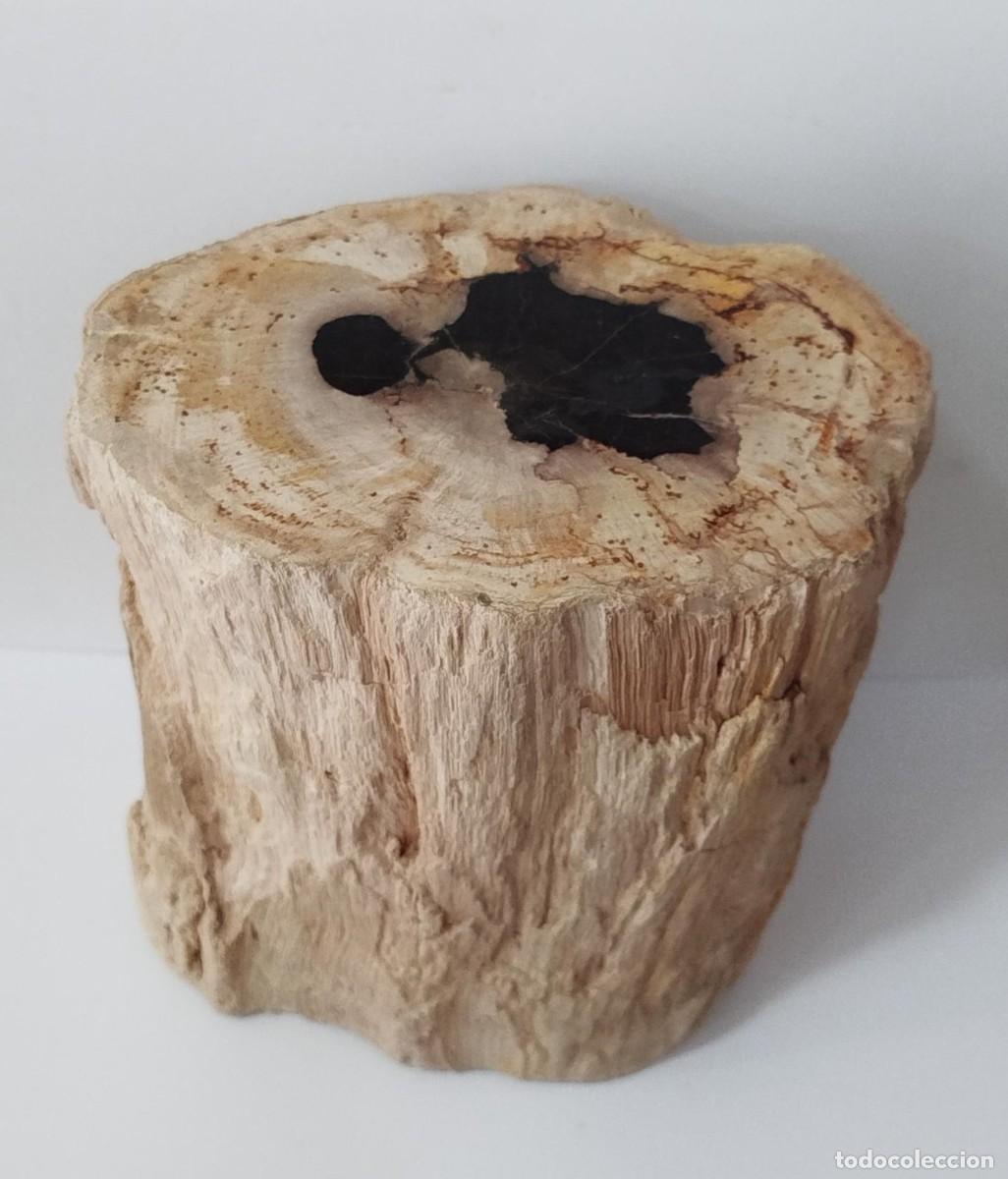 Coleccionismo de f&oacute;siles: SECCION DE MADERA FOSILIZADA / PETRIFICADA.