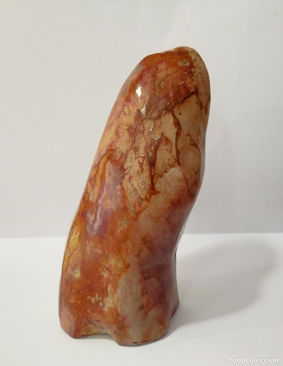 Coleccionismo de f&oacute;siles: SECCION DE MADERA FOSILIZADA / PETRIFICADA.