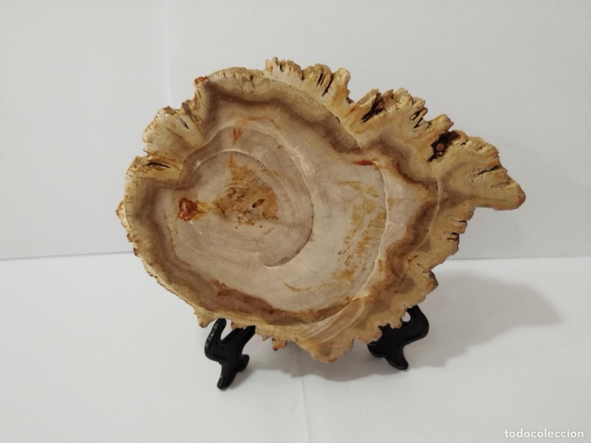 Coleccionismo de f&oacute;siles: SECCION DE MADERA FOSILIZADA / PETRIFICADA.