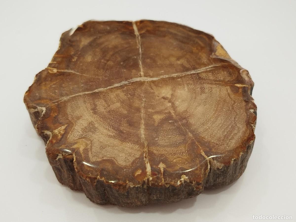 Coleccionismo de f&oacute;siles: SECCION DE MADERA FOSILIZADA / PETRIFICADA.