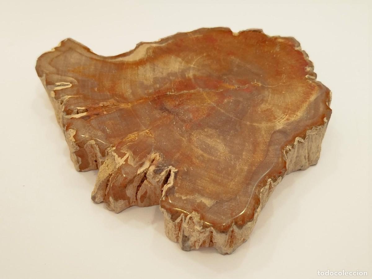 Coleccionismo de f&oacute;siles: SECCION DE MADERA FOSILIZADA / PETRIFICADA.