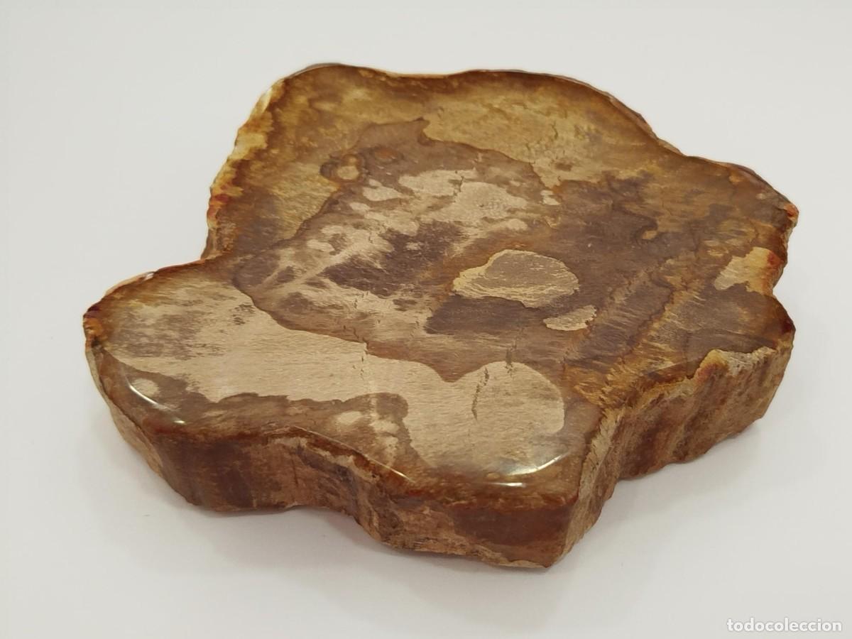 Coleccionismo de f&oacute;siles: SECCION DE MADERA FOSILIZADA / PETRIFICADA.