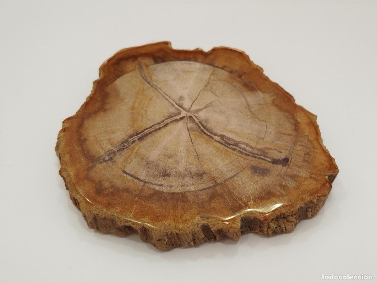 Coleccionismo de f&oacute;siles: SECCION DE MADERA FOSILIZADA / PETRIFICADA.