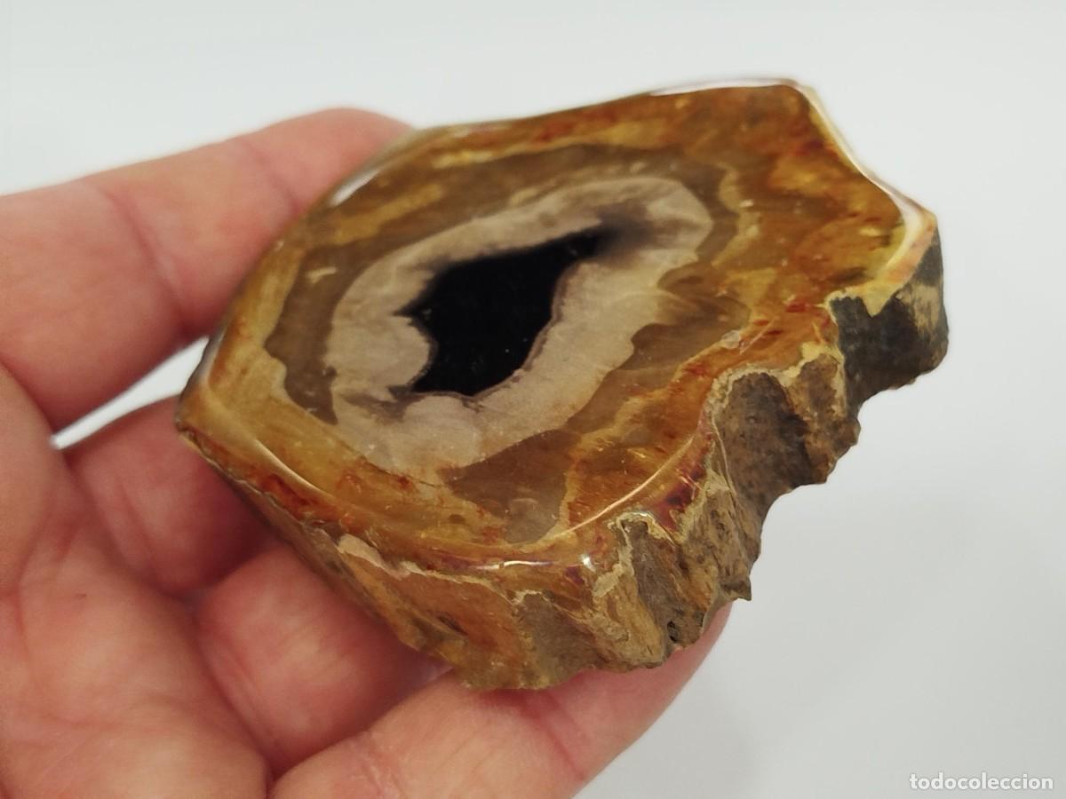 Coleccionismo de f&oacute;siles: SECCION DE MADERA FOSILIZADA / PETRIFICADA.