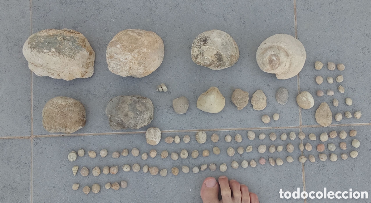 Coleccionismo de f&oacute;siles: Lote de f&oacute;siles. Paleontolog&iacute;a. NATICAS, bivalvos y equinodermos