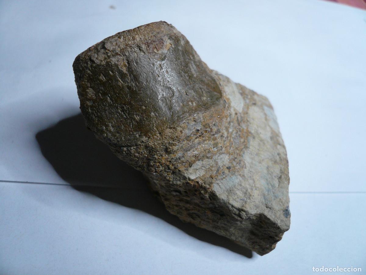 Coleccionismo de f&oacute;siles: V&Eacute;RTEBRA DE NOTHOSAURUS - Foto 1