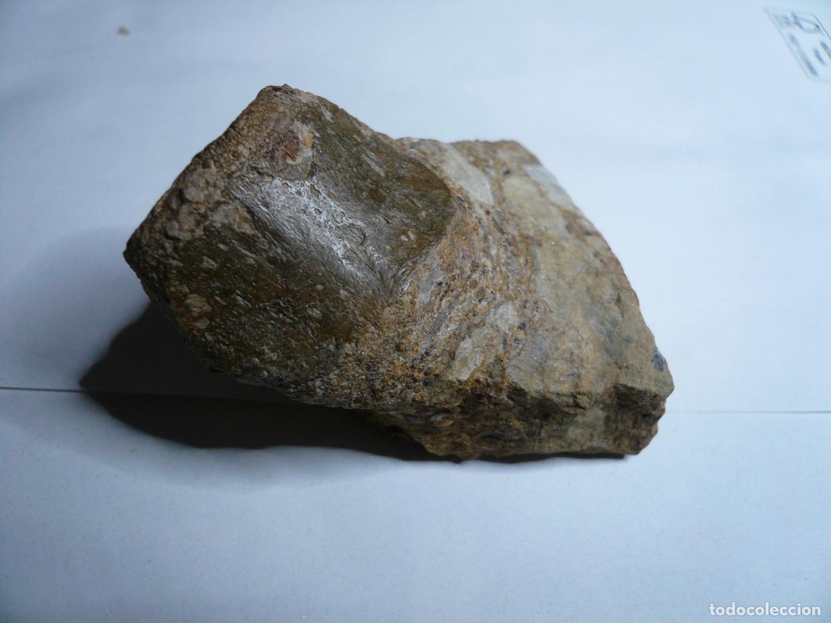 Coleccionismo de f&oacute;siles: V&Eacute;RTEBRA DE NOTHOSAURUS - Foto 2