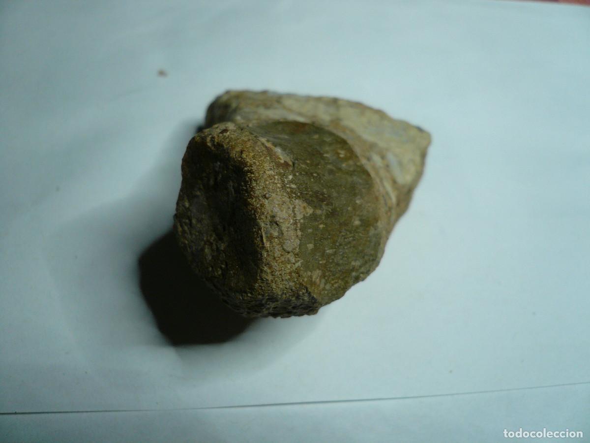 Coleccionismo de f&oacute;siles: V&Eacute;RTEBRA DE NOTHOSAURUS - Foto 3