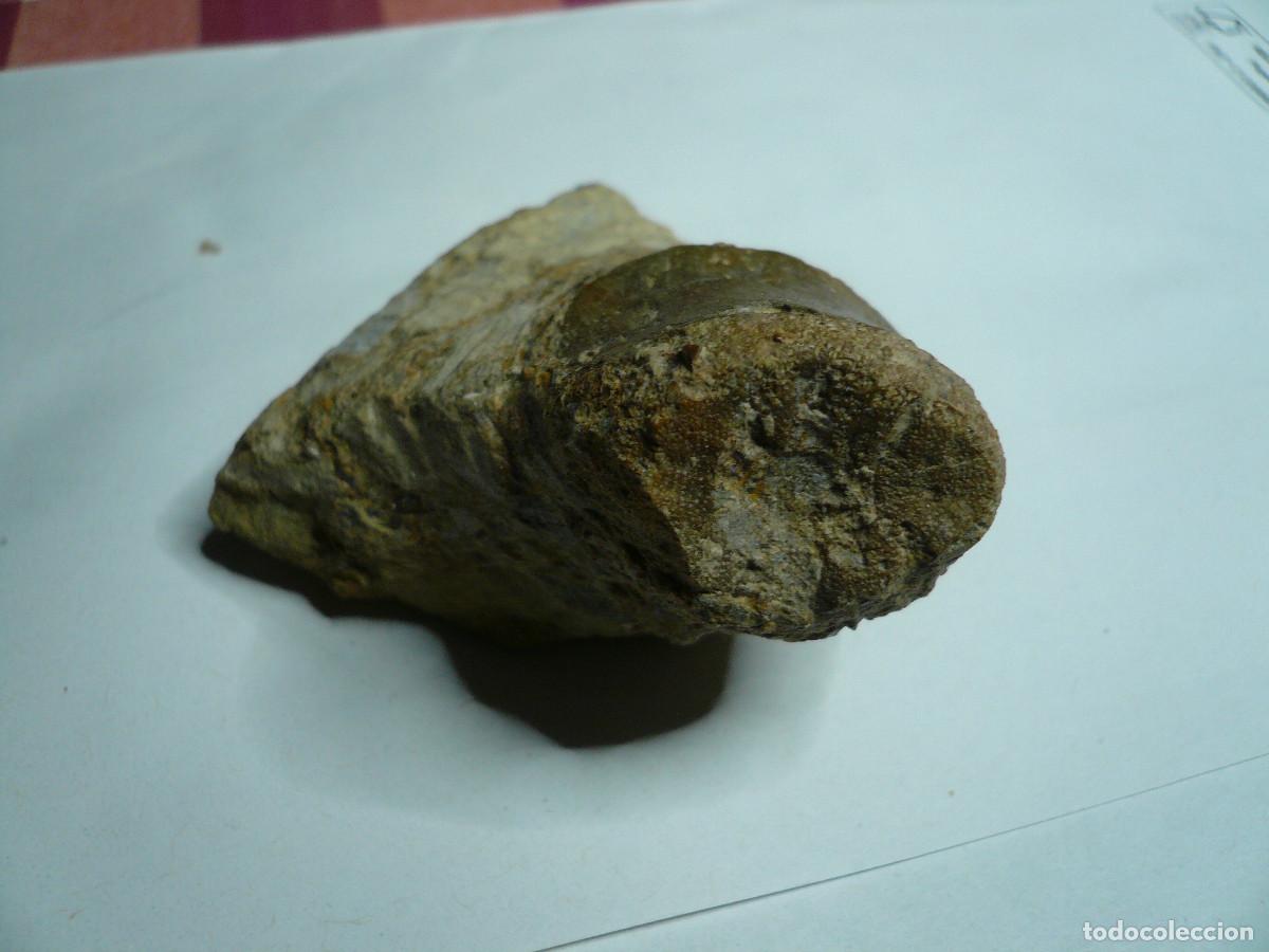 Coleccionismo de f&oacute;siles: V&Eacute;RTEBRA DE NOTHOSAURUS - Foto 4