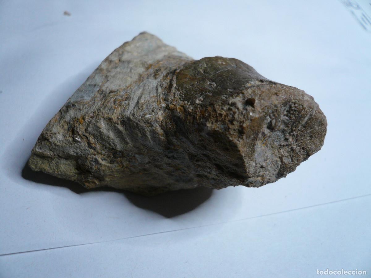 Coleccionismo de f&oacute;siles: V&Eacute;RTEBRA DE NOTHOSAURUS - Foto 5