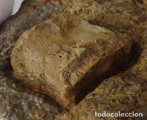 Coleccionismo de f&oacute;siles: Vertebra f&oacute;sil de Nothosaurio (Nothosaurus SP, Nothosaur, Notosaurio). Tri&aacute;sico de Alemania.