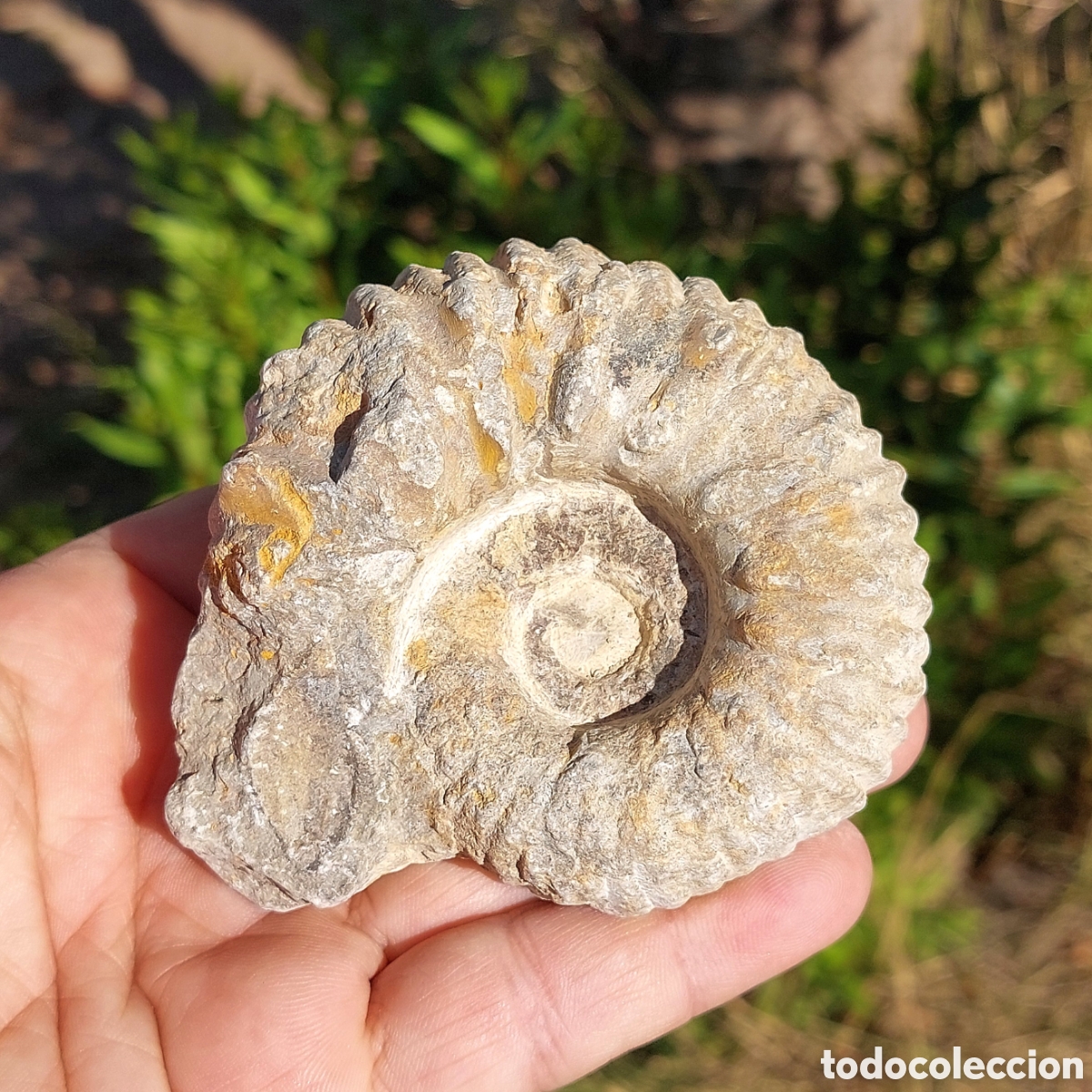 Coleccionismo de f&oacute;siles: Ammonite Procedente de Marruecos 393g