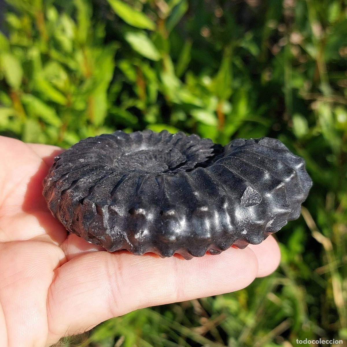 Coleccionismo de f&oacute;siles: Ammonite Lyelliceras Lyelli de Per&uacute; - Foto 2