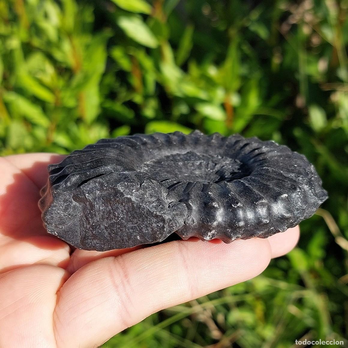 Coleccionismo de f&oacute;siles: Ammonite Lyelliceras Lyelli de Per&uacute; - Foto 3