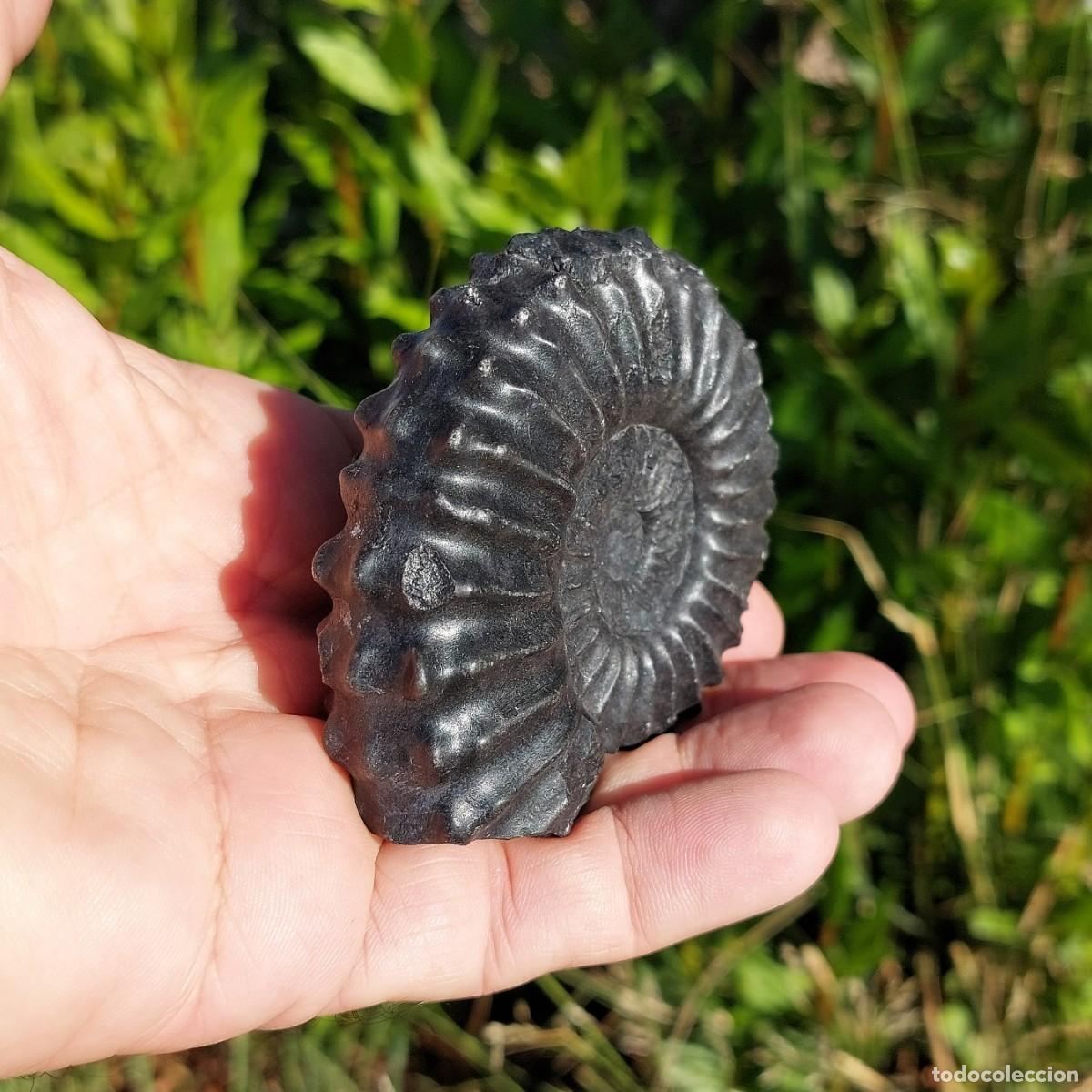 Coleccionismo de f&oacute;siles: Ammonite Lyelliceras Lyelli de Per&uacute; - Foto 4