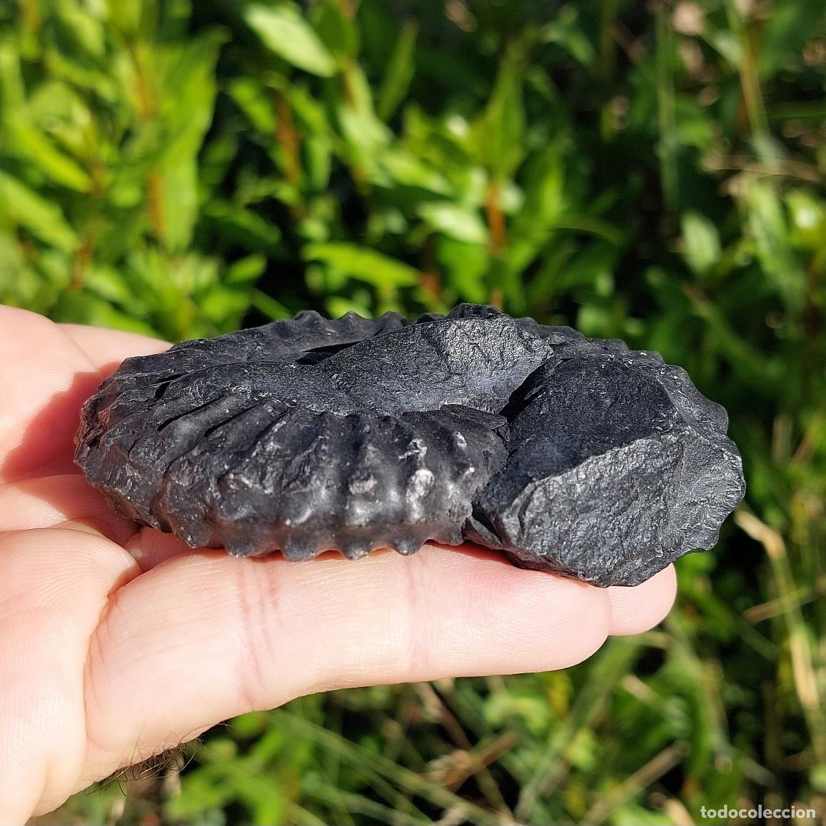 Coleccionismo de f&oacute;siles: Ammonite Lyelliceras Lyelli de Per&uacute; - Foto 5