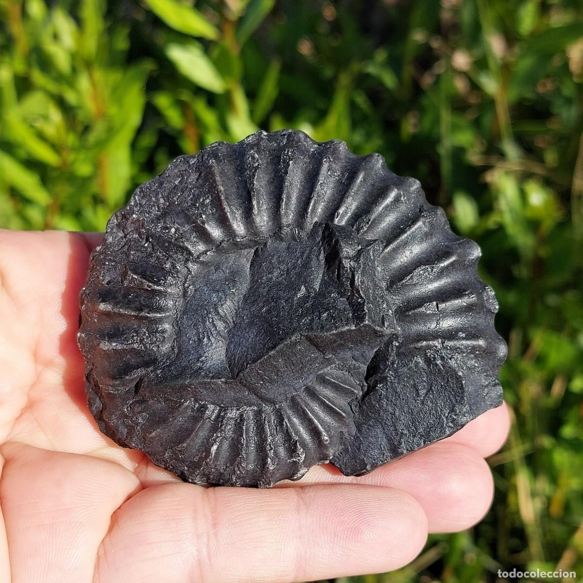 Coleccionismo de f&oacute;siles: Ammonite Lyelliceras Lyelli de Per&uacute; - Foto 6