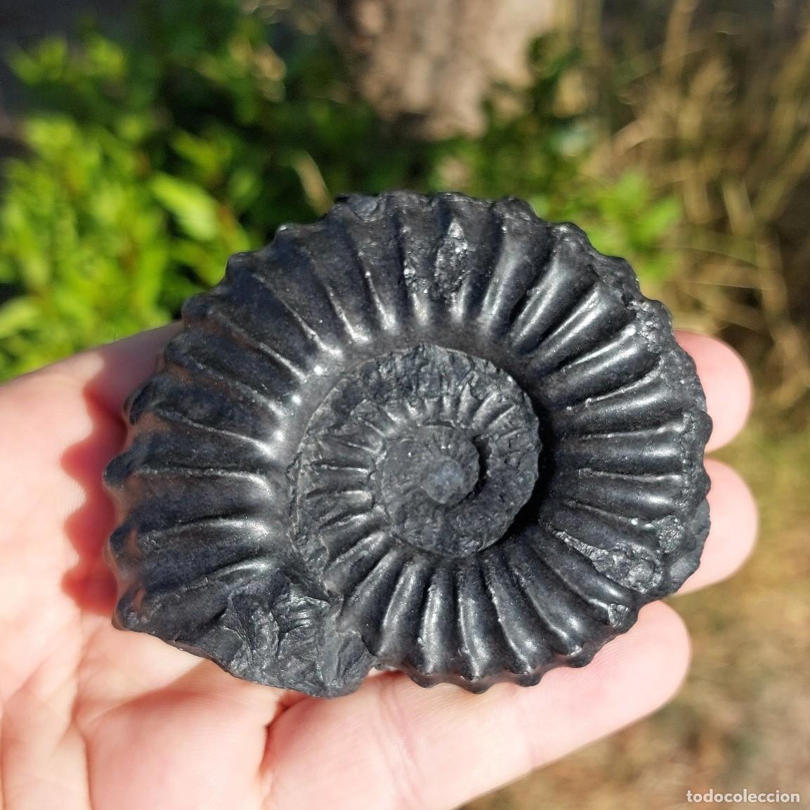 Fossil Collection: Ammonite Lyelliceras Lyelli de Per&uacute;