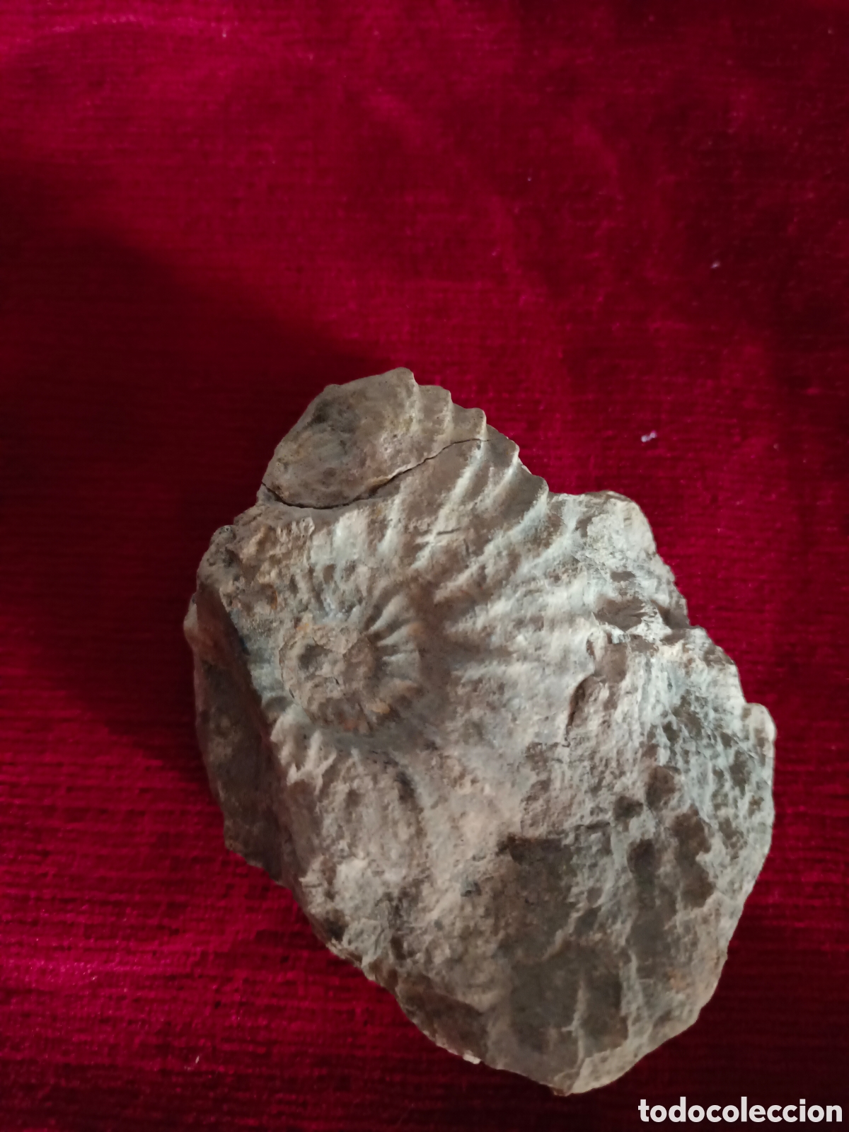 Fossil Collection: Fosil en espiral de amonita