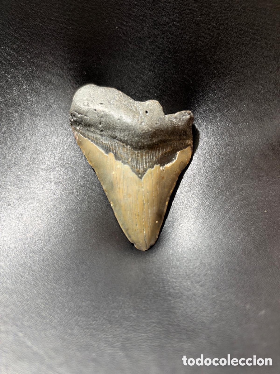 Coleccionismo de f&oacute;siles: Aut&eacute;ntico diente de tibur&oacute;n Megalodon 9 cm