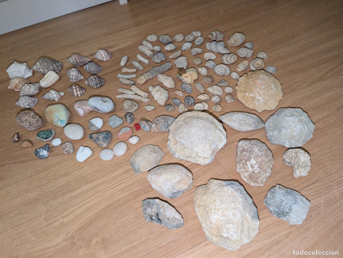 Colecionismo de f&oacute;sseis: LOTE FOSIL CONCHAS PIEDRAS ver fotos caracoles FOSILES