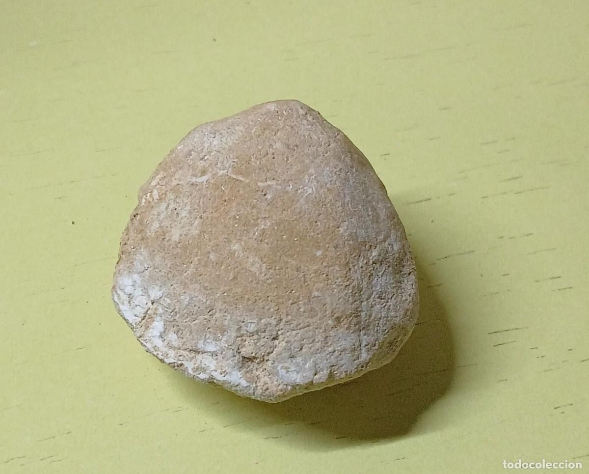 Collectionnisme de fossiles: F&oacute;sil molusco tipo bivalvo